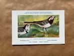 Vogels van België Nr. 8 Grijze kwikstaart, Ophalen of Verzenden