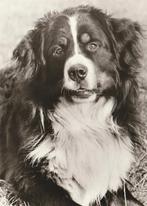 BERNER  SENNENHOND, Verzamelen, Postkaarten | Dieren, Verzenden, Ongelopen, Hond of Kat
