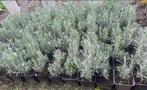 Lavendel, Ophalen