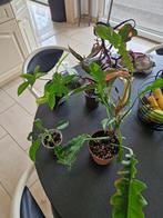 Philodendron Pakket, Huis en Inrichting, Kamerplanten, Verzenden