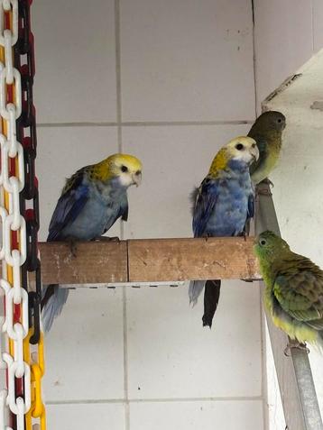 Gevraagd pop bleekkoprosella, Dieren en Toebehoren, Vogels | Parkieten en Papegaaien