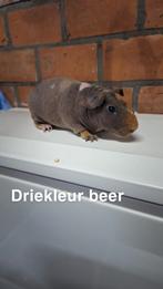 Verschillende skinny cavia's beschikbaar., Dieren en Toebehoren, Knaagdieren, Cavia