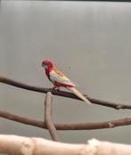 Rubino rosella, Dieren en Toebehoren, Vogels | Parkieten en Papegaaien, Vrouwelijk, Parkiet, Geringd