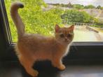 British Golden ticked kitten, Poes, Gechipt, 0 tot 2 jaar