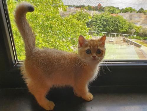 British Golden ticked kitten, Dieren en Toebehoren, Katten en Kittens | Raskatten | Korthaar, Poes, 0 tot 2 jaar, Met stamboom