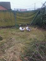 Oies flamandes, Plusieurs animaux, Oie ou Cygne