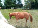 2 merries 1 + 2 jaar, Dieren en Toebehoren, Paarden