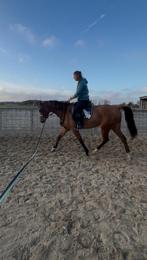 Super brave 3,5jaar kwpn merrie met spullen, Animaux & Accessoires, Chevaux, Cheval de dressage, Débourré, 160 à 165 cm, Vermifugé