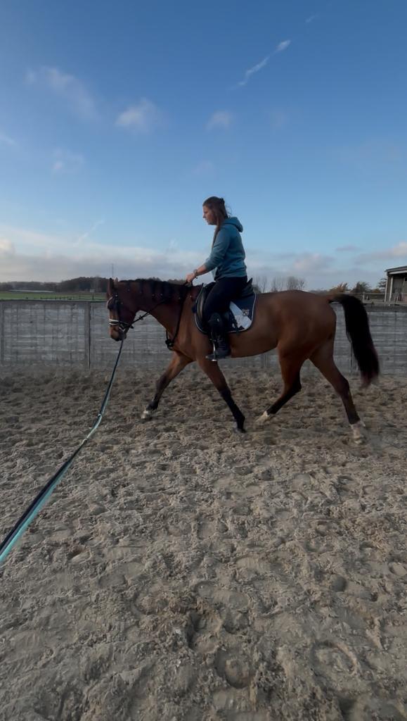 Super brave 3,5jaar kwpn merrie met spullen, Animaux & Accessoires, Chevaux, Jument, Débourré, 160 à 165 cm, 3 à 6 ans, Cheval de dressage