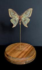 Rare Papilio Graellsia isabellae Femelle d'Espagne Globe, Collections, Collections Animaux, Insecte, Animal empaillé, Enlèvement ou Envoi