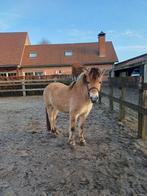 Paard fjord, 4 ans, va bien, tendu et monté, Vermifugé, Hongre, Débourré, Poney de récréation