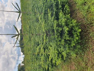 Super aanbieding van nordmann amorika kerstbomen  beschikbaar voor biedingen