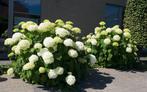 Hortensia annabelle in pot, Ophalen, Lente