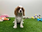 Cavalier King Charles Spaniel pups, België, Reu, 8 tot 15 weken, CDV (hondenziekte)