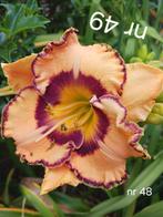 Hemerocallis nr  49, Ophalen of Verzenden