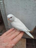 grasparkieten: net zelfstandig, ideaal om tam te maken, Dieren en Toebehoren, Vogels | Parkieten en Papegaaien, Parkiet, Tam