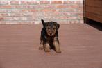 Prachtige Welsh terriër pups (ouders aanwezig!), Dieren en Toebehoren, Honden | Jack Russells en Terriërs, CDV (hondenziekte)