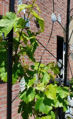 Raisins bleus ou verts, Volle zon, Vaste plant, Lente, Ophalen