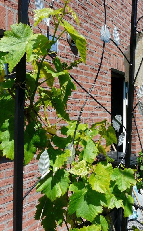 Raisins bleus ou verts, Tuin en Terras, Planten | Tuinplanten, Vaste plant, Overige soorten, Volle zon, Lente, Ophalen