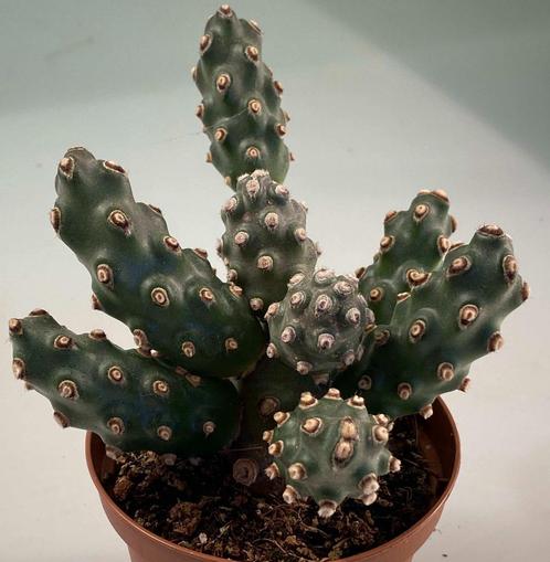 Opuntia Molinensis Large, Maison & Meubles, Plantes d'intérieur, Cactus, Moins de 100 cm, Plein soleil, Envoi
