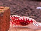Red galaxy's, Dieren en Toebehoren, Vissen | Aquariumvissen, Kreeft, Krab of Garnaal, Zoetwatervis, Schoolvis