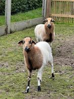 2 Kameroen schapen te koop, Dieren en Toebehoren, Schapen, Geiten en Varkens