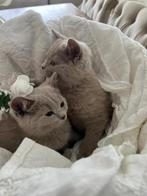 Mooie britse korthaar kittens, Dieren en Toebehoren, Katten en Kittens | Raskatten | Korthaar, Poes, Gechipt, 0 tot 2 jaar