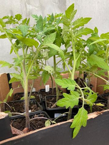 Bio tomatenplantjes: rood, geel, oranje, zwart, paars @1€/st
