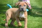 American bully xxl pups, 15 weken tot 1 jaar, CDV (hondenziekte), Meerdere, Meerdere dieren