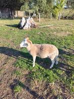 Wiltshire Horn ram te koop, Dieren en Toebehoren, Mannelijk, Schaap, 0 tot 2 jaar