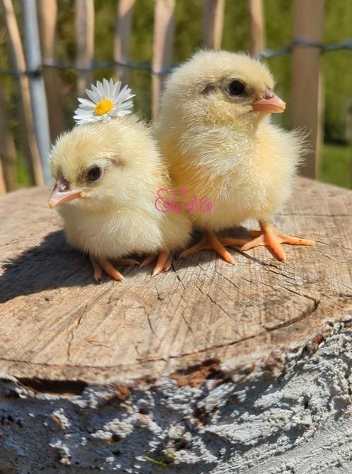 Kuikens gekleurde eieren olijfleggers groenleggers kippen, Dieren en Toebehoren, Pluimvee, Kip
