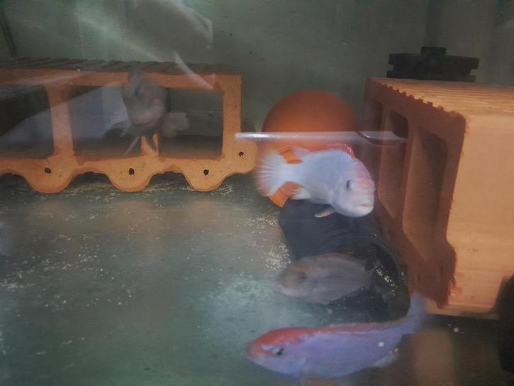 Verschillende nestjes malawi cichliden, Dieren en Toebehoren, Vissen | Aquariumvissen, Zoetwatervis, Vis