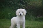 Golden retriever pups nieuw nestje, Golden retriever, België, 8 tot 15 weken, Meerdere