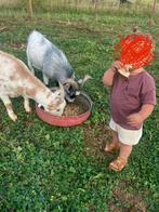 Geiten, Dieren en Toebehoren, Meerdere dieren, Geit, 3 tot 5 jaar