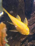 Albino ancistrusses, Dieren en Toebehoren, Vis, Zoetwatervis