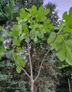 Vijgenbomen, Tuin en Terras, Ophalen, In pot, 100 tot 250 cm, Zomer