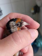 distelvink, Dieren en Toebehoren, Vrouwelijk