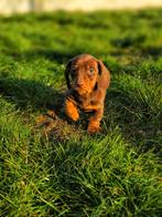 Bij ons geboren Teckel pupjes klaar voor vertrek, Dieren en Toebehoren, Honden | Teckels en Dashonden, Parvo, België, 8 tot 15 weken