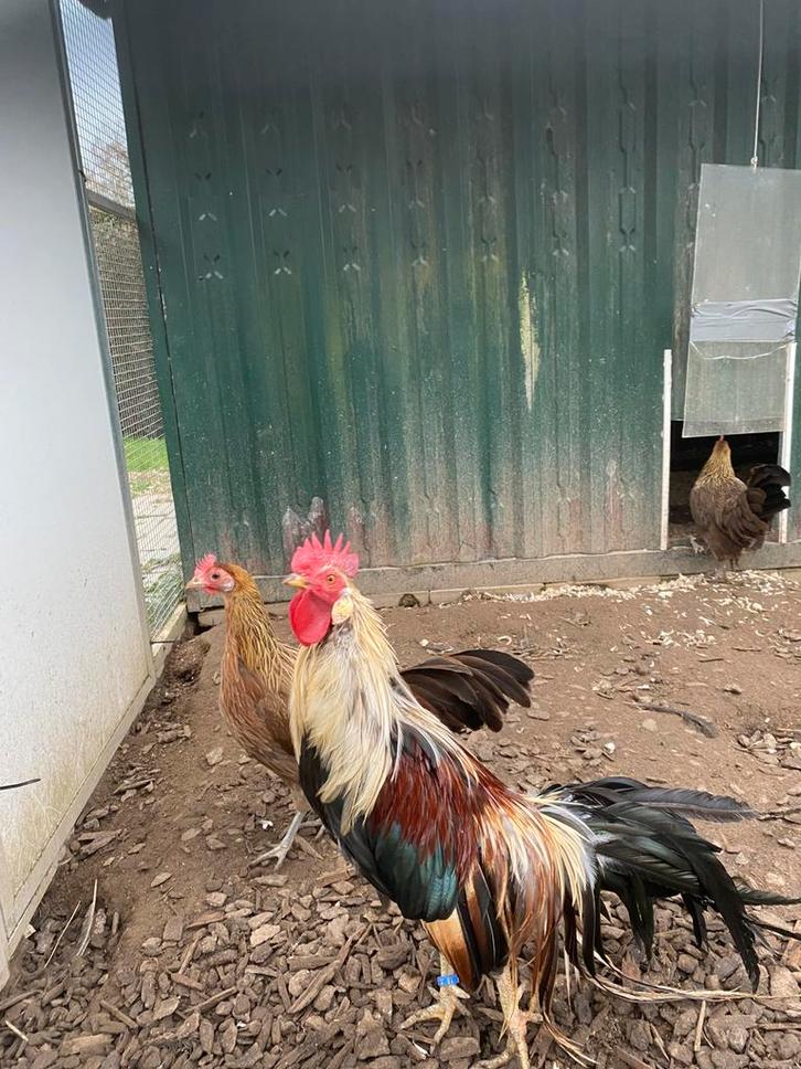 Trio Onagadori, Animaux & Accessoires, Volatiles, Poule ou poulet, Plusieurs animaux