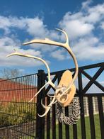 Gewei kariboe, Ophalen