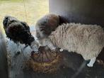 3 schapen te koop. Merk Herdwick. Regio Knesselare., Dieren en Toebehoren