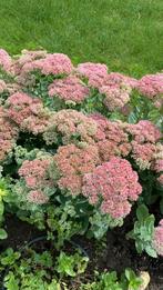 Sedum herfstvreugde, Ophalen