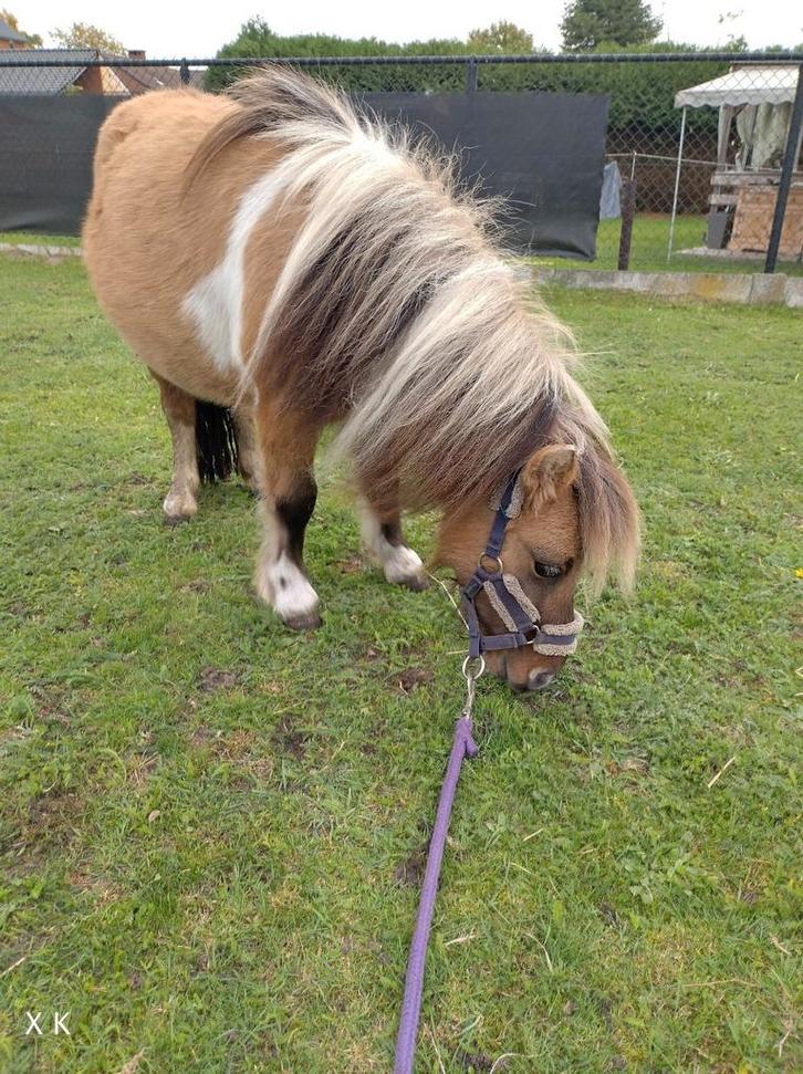 Super knap minipaardje evt te ruil, Dieren en Toebehoren, Pony's, Hengst, Onbeleerd, A pony (tot 1.17m), Recreatiepony, 0 tot 2 jaar