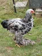 Brahma zilverpatrijs haan, Mannelijk, Kip