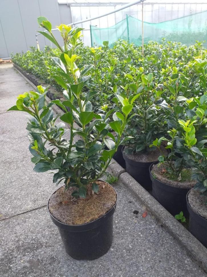 Ilex 'Blue Prince'/ Blauwe hulst, Tuin en Terras, Planten | Struiken en Hagen, Hulst, Ophalen