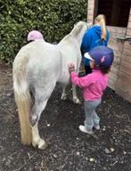 Poney Welsh, Enlèvement ou Envoi