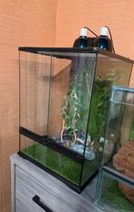 Terrarium, Dieren en Toebehoren, Reptielen en Amfibieën | Toebehoren, Ophalen