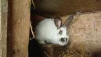 Groot lotharingen voedster, Juni