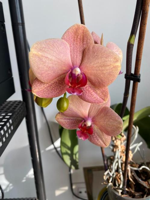 Belle orchidée Phalaenopsis tons pêche-rosé et cœur fuchsia, Huis en Inrichting, Kamerplanten, Ophalen