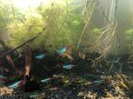 18 Neon Tetra's, Dieren en Toebehoren, Vissen | Aquariumvissen, Vis, Zoetwatervis